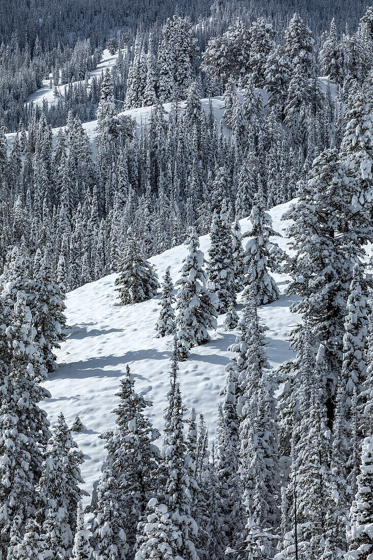 USA, Idaho, Ketchum, Berglandschaft und Wald im Winter