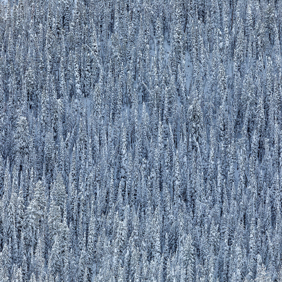 USA, Idaho, Ketchum, dichter verschneiter Wald im Winter