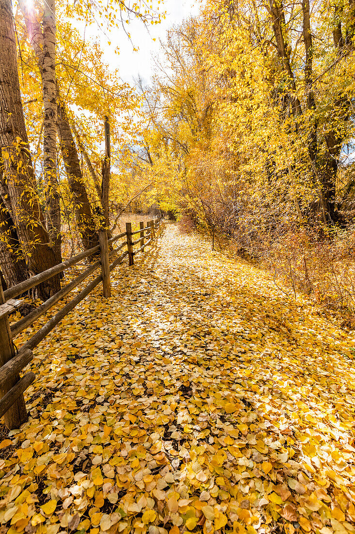 USA, Idaho, Bellevue, Footpath though yellow autumn foliage