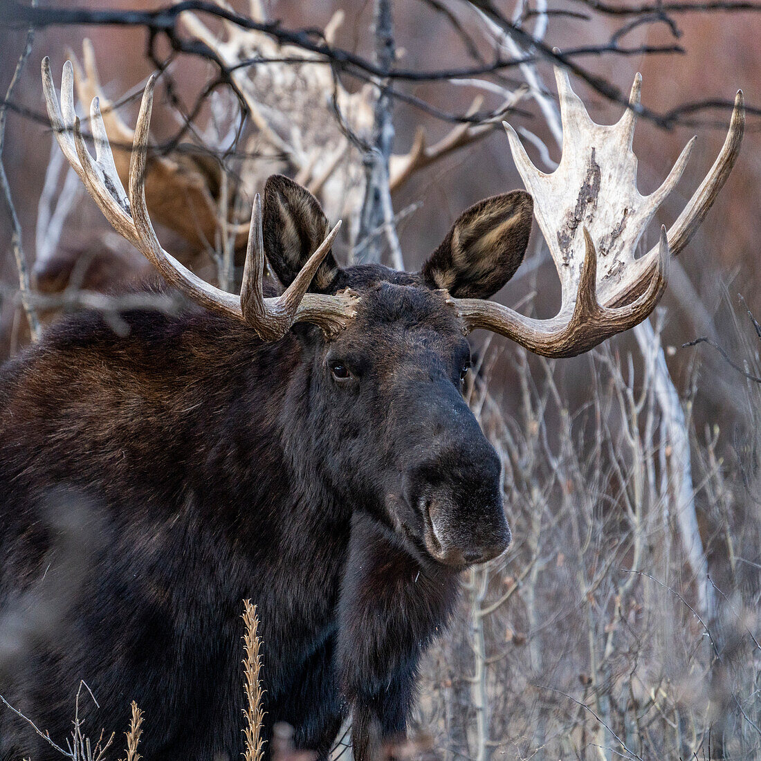 USA, Idaho, Bellevue, Bull moose walking trough bushes