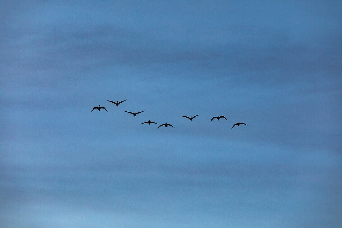 Trumpeter swans (Cygnus buccinator) migrating south