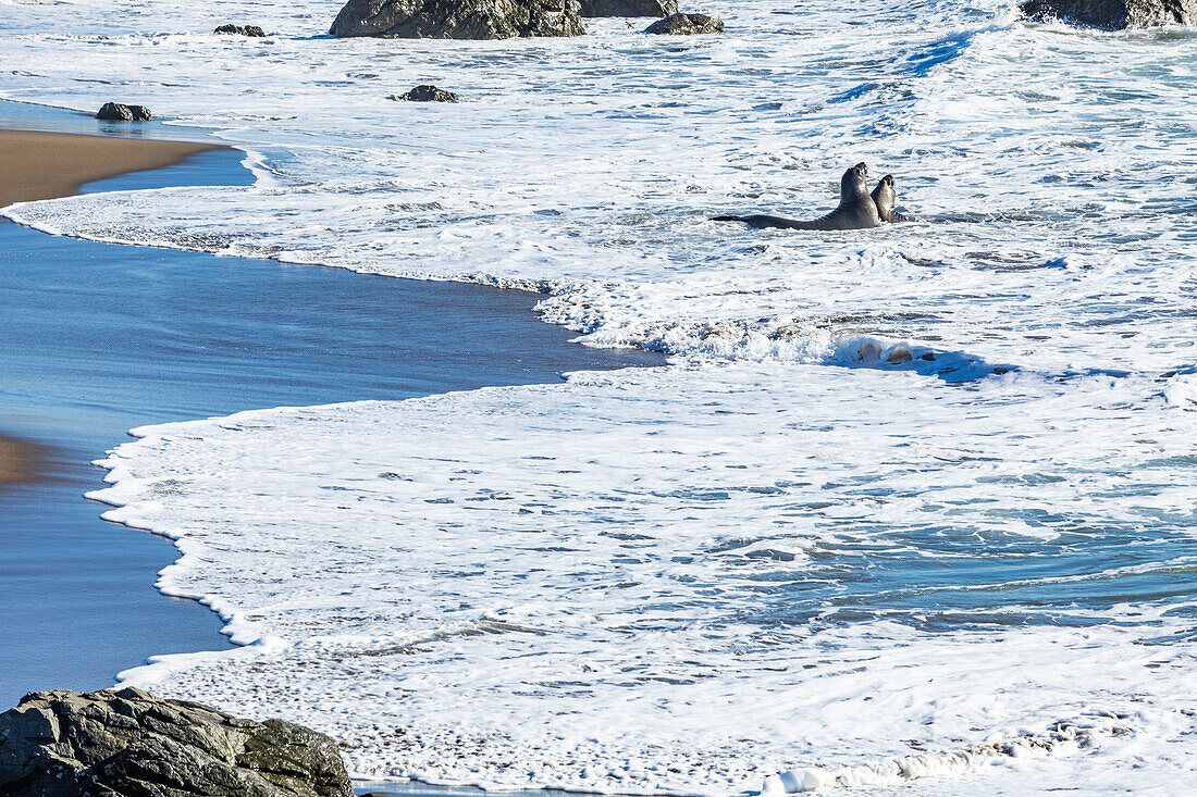 United States, California, San Simeon, Bull Elephant Seals fighting in surf