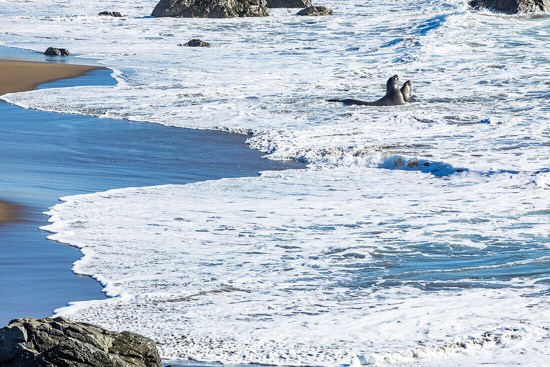 Vereinigte Staaten, Kalifornien, San Simeon, Bull Elephant Seals kämpfen in Brandung