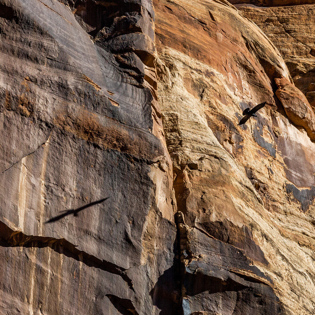 United States, Utah, Escalante, Raven flying along cliff