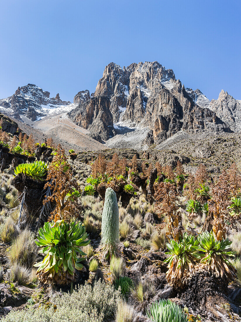 Central Mount Kenya National Park (ein UNESCO-Weltkulturerbe) im Hochland von Zentralkenia, Afrika. Batian und Nelion und typische afroalpine Vegetation aus Riesenlobelien und Riesenkreuzkraut von Nordosten aus gesehen.