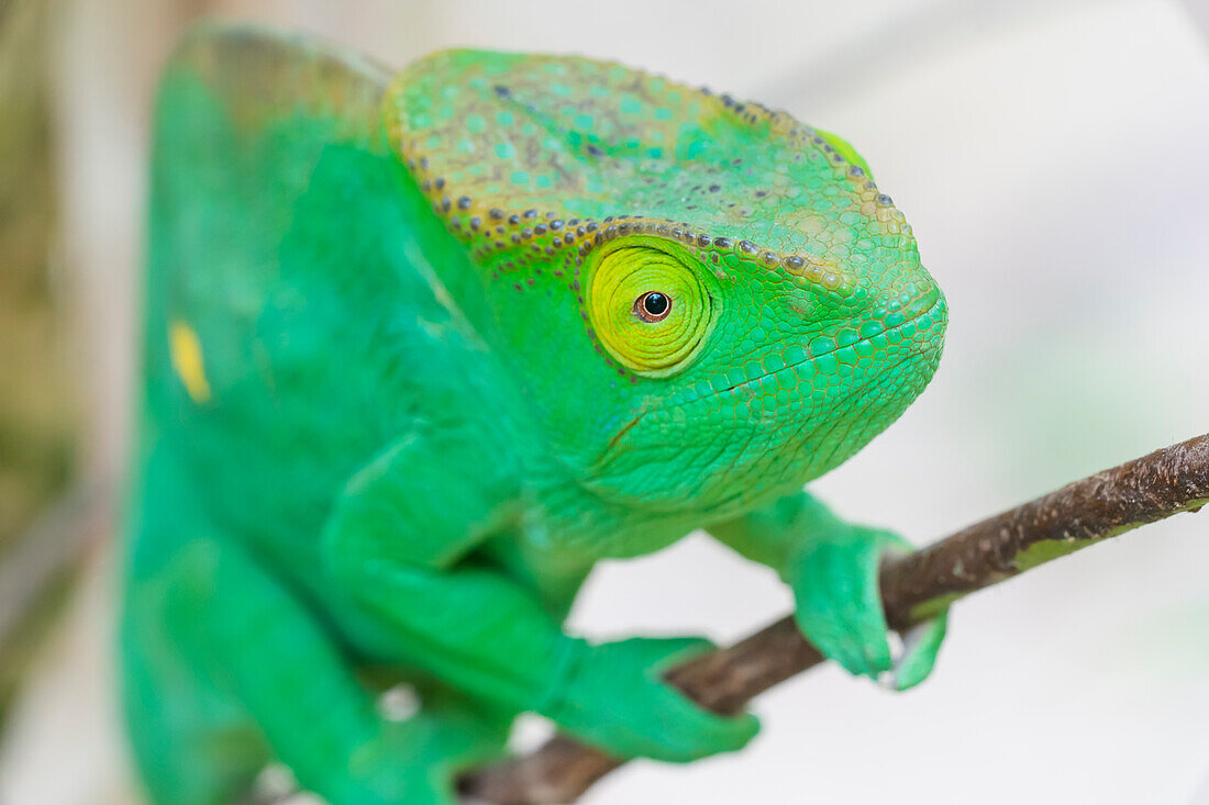 Africa, Madagascar, east of Tana, Marozevo, Peyrieras Reptile Reserve. Portrait of a Parson's chameleon.