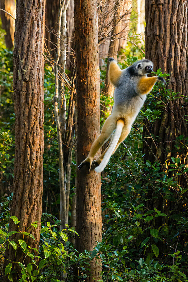 Madagaskar, Andasibe, Vakona Lodge, Lemureninsel. Diadem-Sifaka (Propithecus diadema) springt von einem Baum.