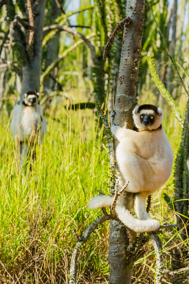 Madagaskar, Berenty, Berenty-Reservat. Verreauxs Sifaka in einem Alluaudia procera Baum.