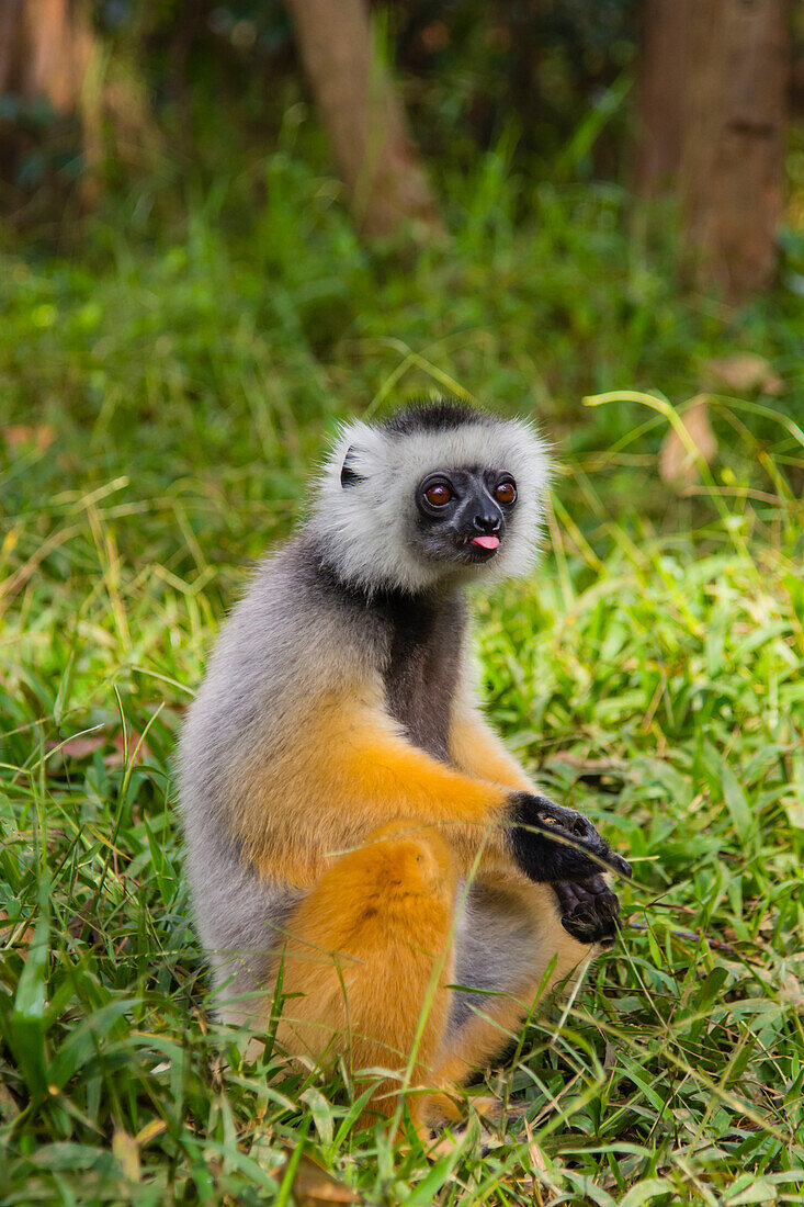 Madagaskar, Andasibe, Vakona Lodge, Lemureninsel. Diademsifaka (Propithecus diadema) mit herausgestreckter Zunge.