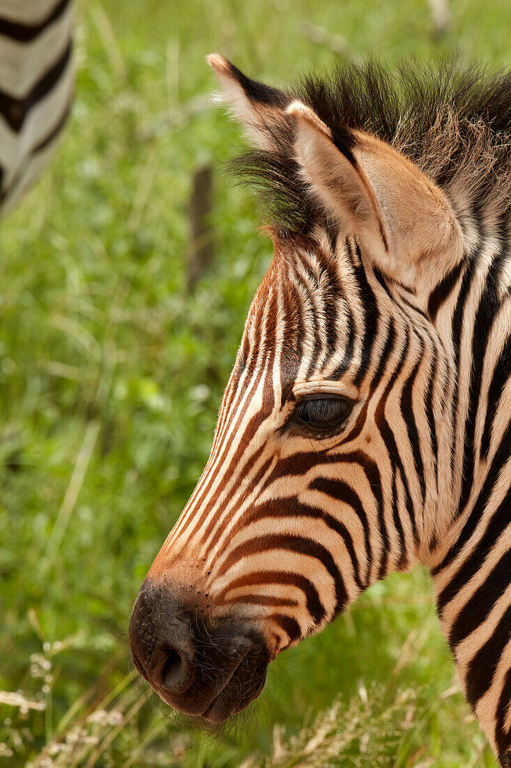 Burchell's zebra foal (Equus quagga burchellii), Kruger National Park, South Africa