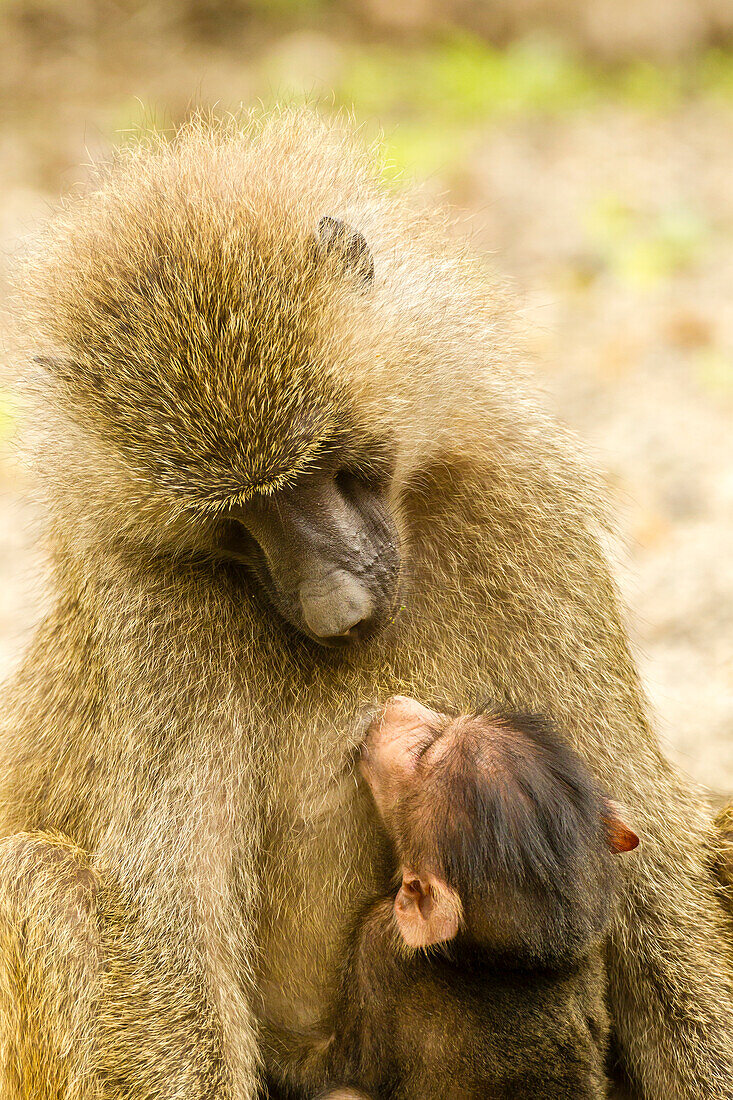Africa, Tanzania, Lake Manyara National Park. Olive baboon baby and adult close-up.