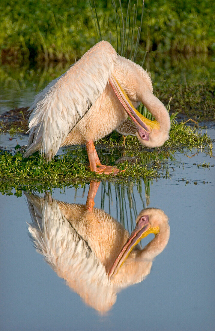 Pelican Reflection, Ostafrika, Tansania, Ngorongoro-Krater