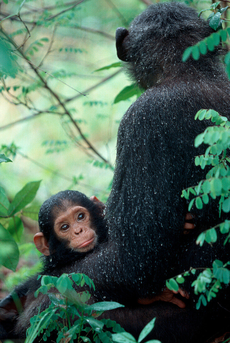 Africa, East Africa, Tanzania, Gombe National Park, Infant Chimpanzee with mother sit covered in rain drops after a storm.
