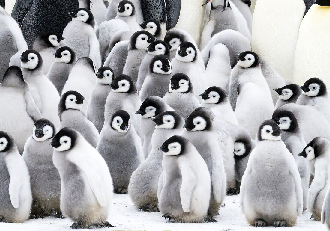 Snow Hill Island, Antarctica. Creches of juvenile emperor penguins huddling together.
