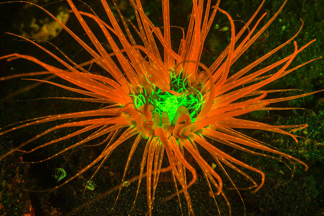 Natürlich vorkommende Fluoreszenz in Unterwasserröhren-Seeanemonen (Ceranthidae) nicht identifizierte Arten. Nachttauchgang in der Kalabahi Bay, Insel Alor, Indonesien