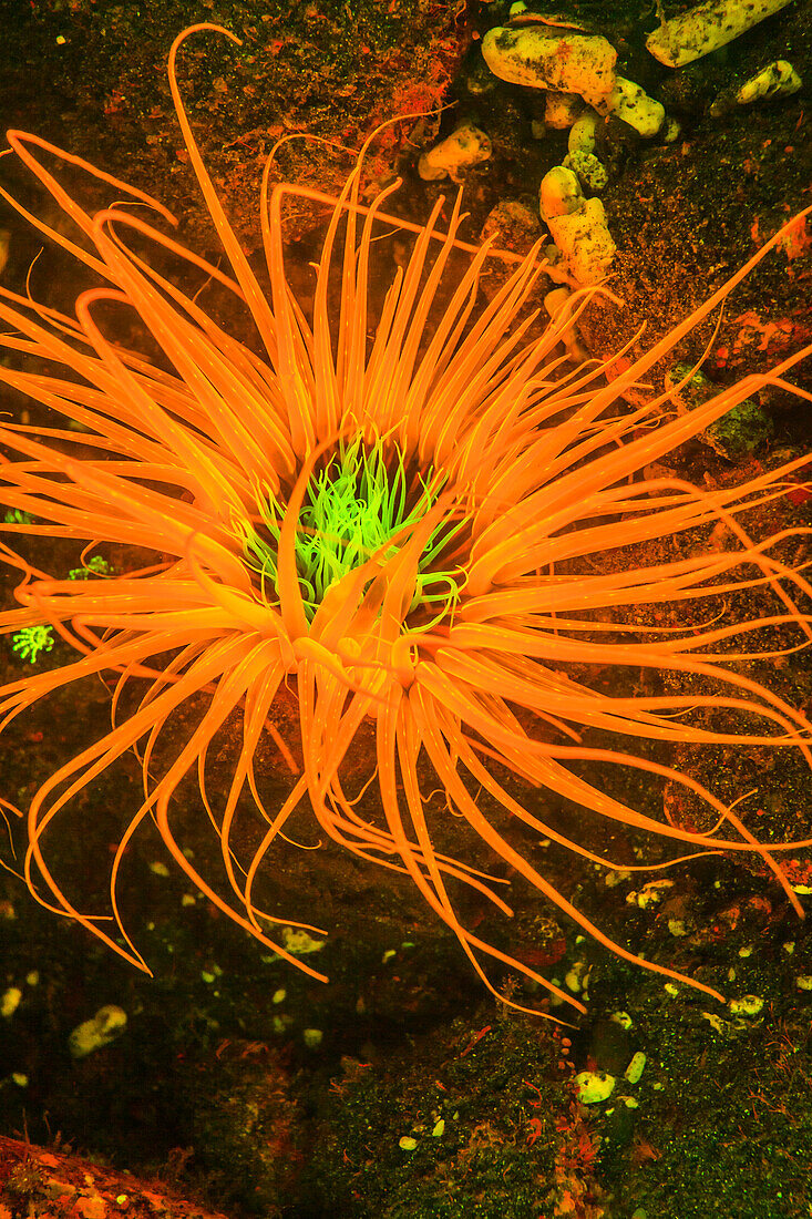 Natural occurring fluorescence in underwater tube sea anemone (Ceranthidae) unidentified species, captured by using special UV blocking barrier filters, Night dive at Kalabahi Bay, Alor Island, Indonesia