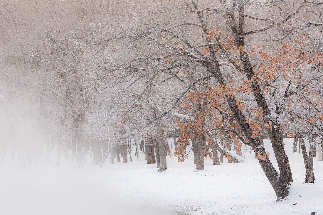 Trees along frozen Lake Kussharo. Winter snow with mist rising.