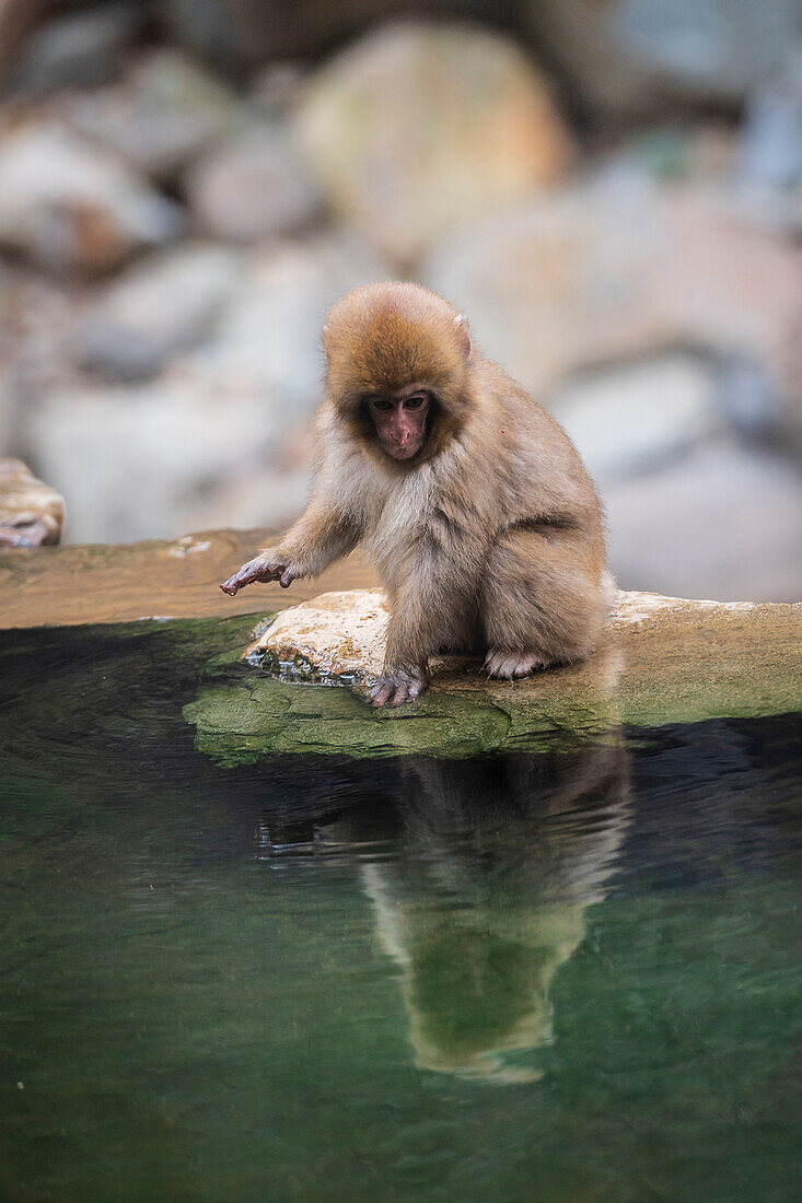 A juvenile macaque, Japanese snow monkey, looking at his reflection on the edge of the hot water springs, Jigokudani Monkey Park, Japan