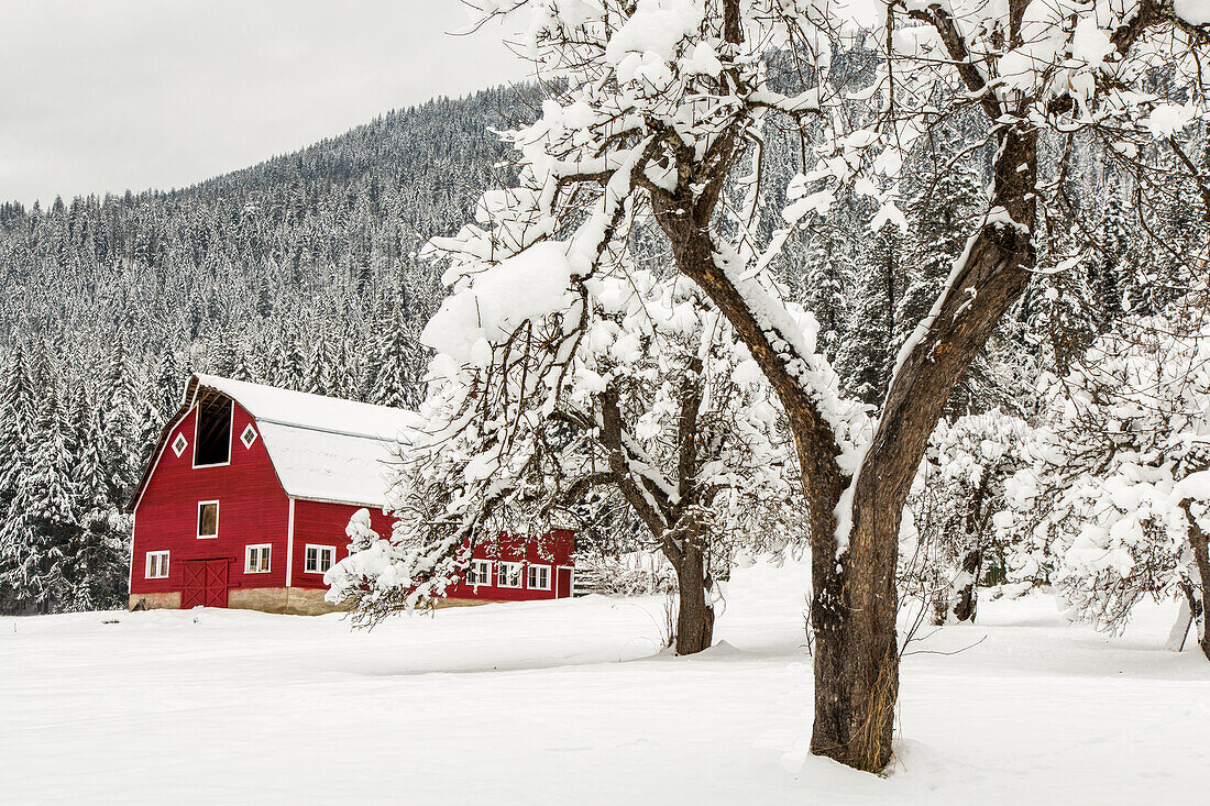 Neuschnee auf Red Barn in der Nähe von Salmo, British Columbia, Kanada.