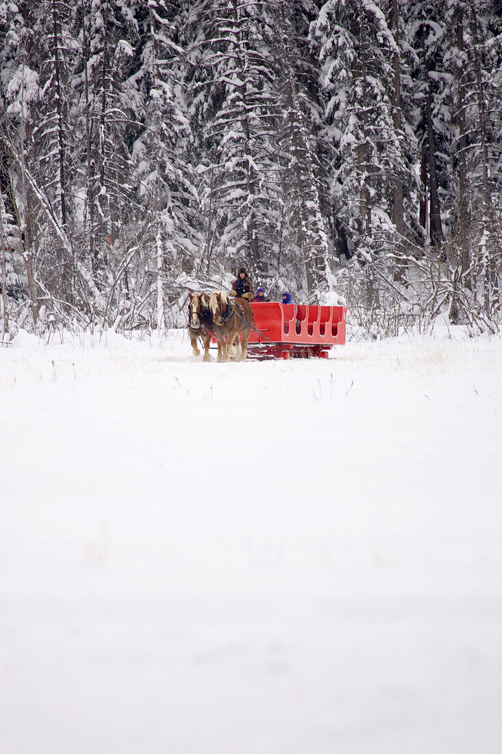 Canada, Banff. Sleigh rides at Martin Stables. (Editorial Usage Only)