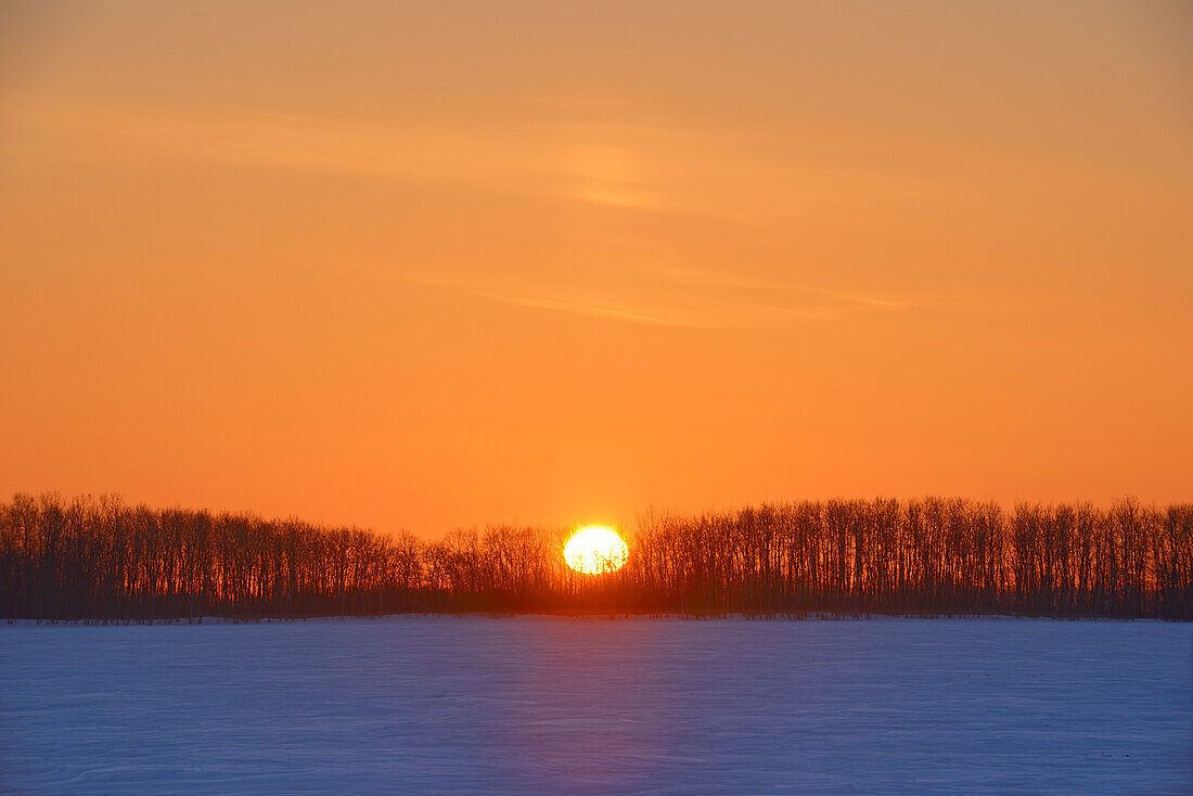 Canada, Manitoba, Grande Pointe. Sunrise over prairie with shelterbelt trees