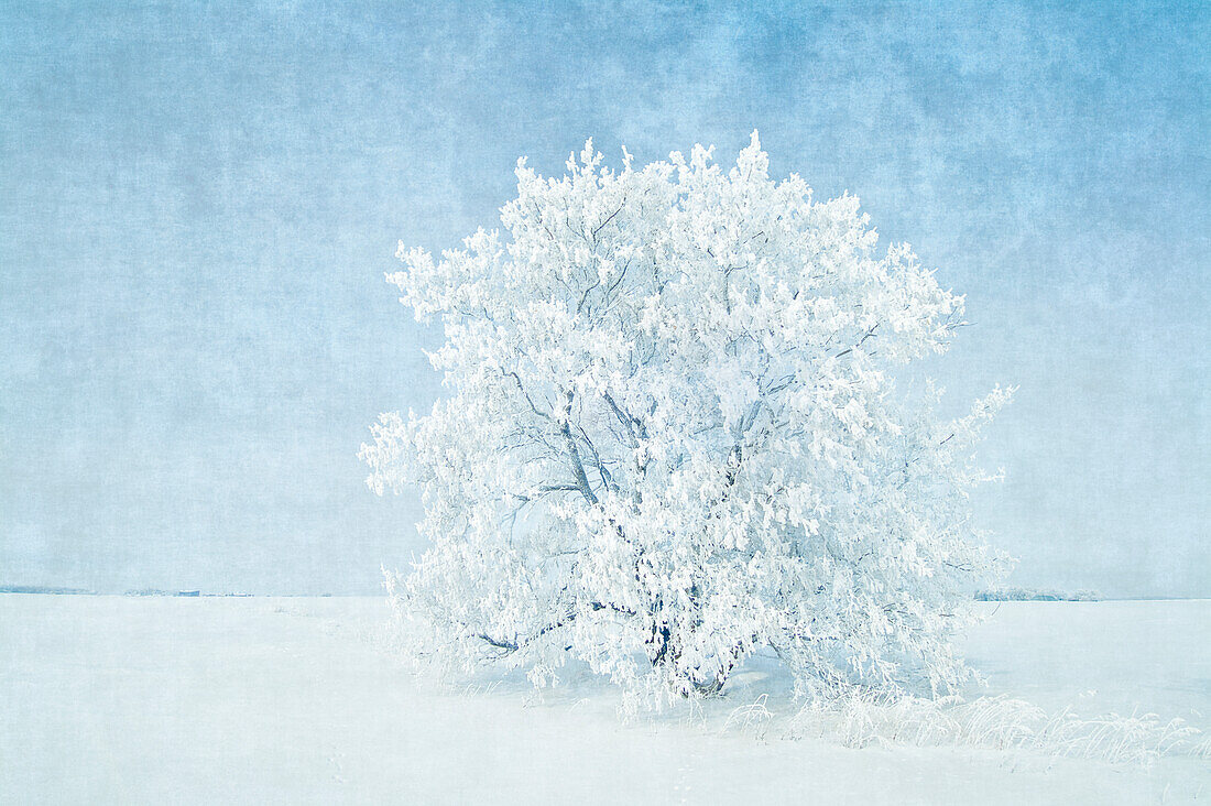 Kanada, Manitoba. Schneebedeckter Baum