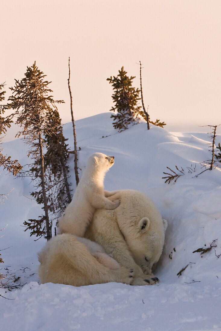 Mutter Eisbär mit drei Jungen in der Tundra, Wapusk National Park, Manitoba, Kanada