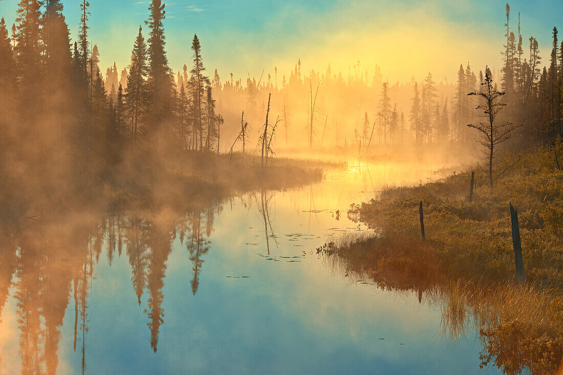 Canada, Quebec, Chibougamau. Trees in fog over wetland at sunrise