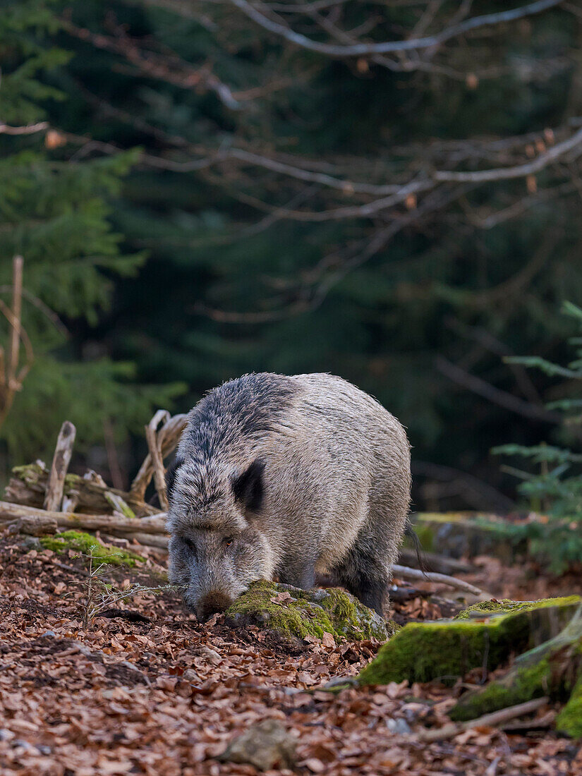 Wildschwein (eurasisches Wildschwein, Sus scrofa) im Winter im Hochwald. Nationalpark Bayerischer Wald. Deutschland, Bayern