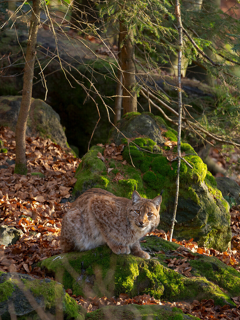 Eurasian Lynx (Lynx lynx ) during winter. Bavarian Forest National Park. Germany, Bavaria