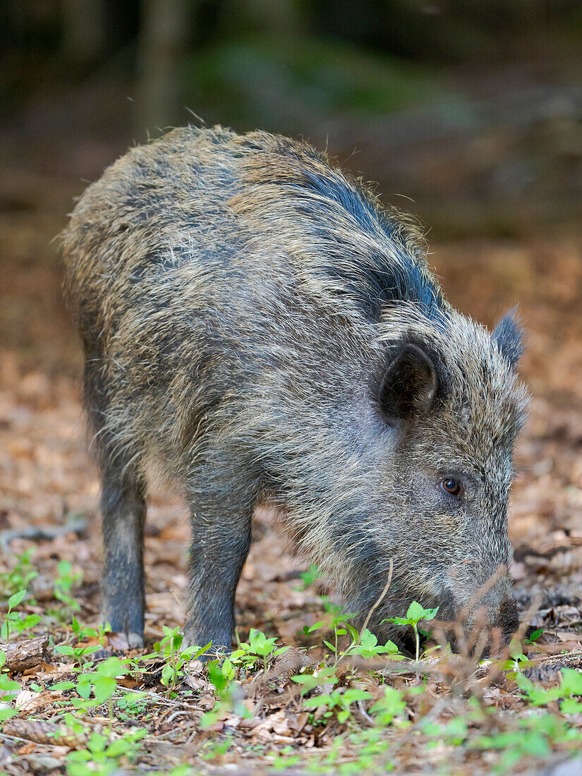 Wild Boar (Sus scrofa) in Forest. National Park Bavarian Forest, enclosure. Europe, Germany, Bavaria