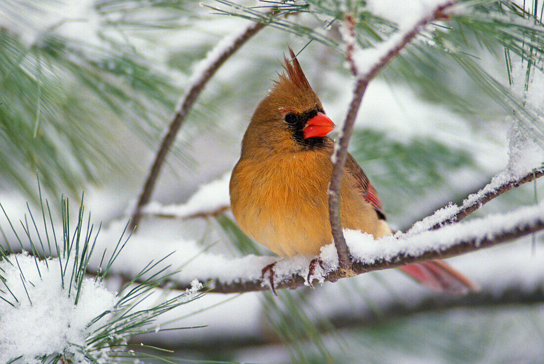 Weiblicher nördlicher Kardinal in schneebedeckter Kiefer, Cardinalis cardinalis