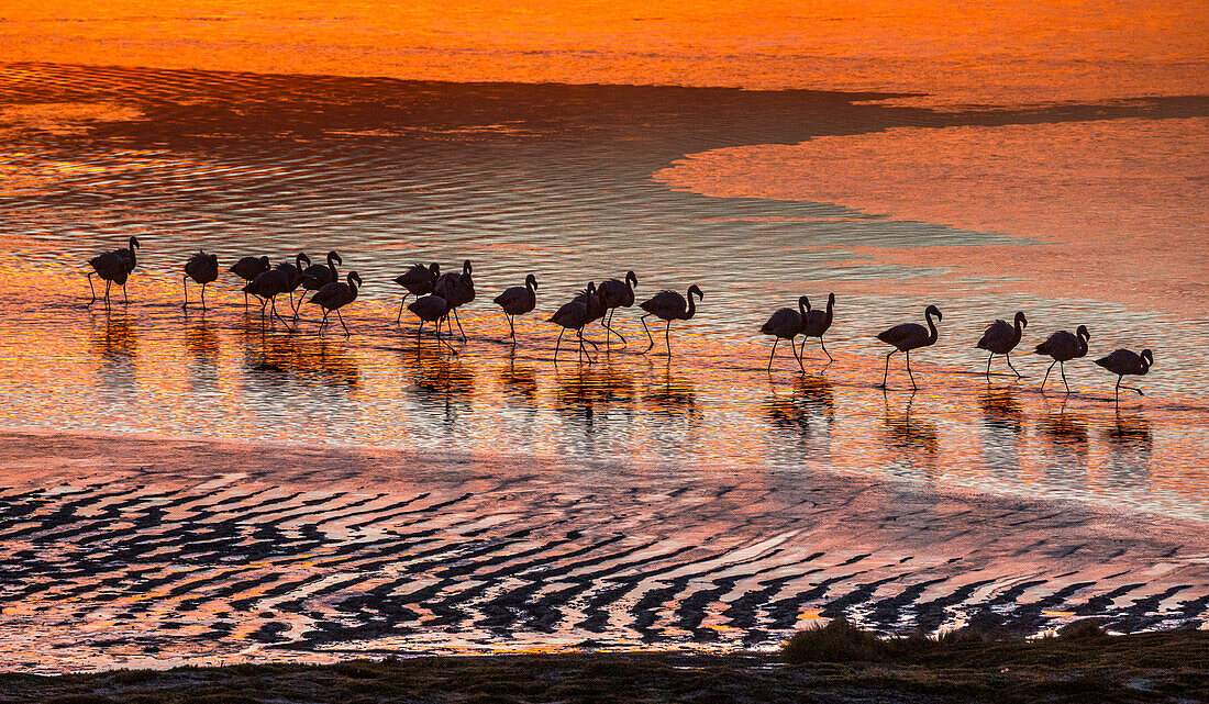 Altiplano, Bolivien, Eduardo Abaroa Andenfauna-Nationalreservat, Laguna Colorada, Flamingos
