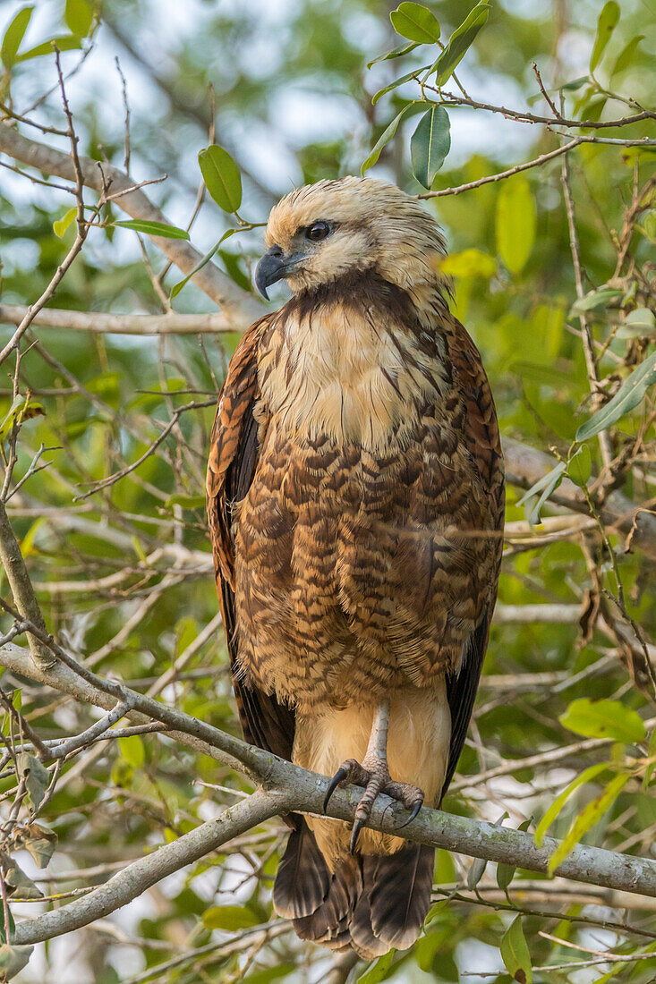 Brasilien, Pantanal. Schwarzkragenfalke aus nächster Nähe