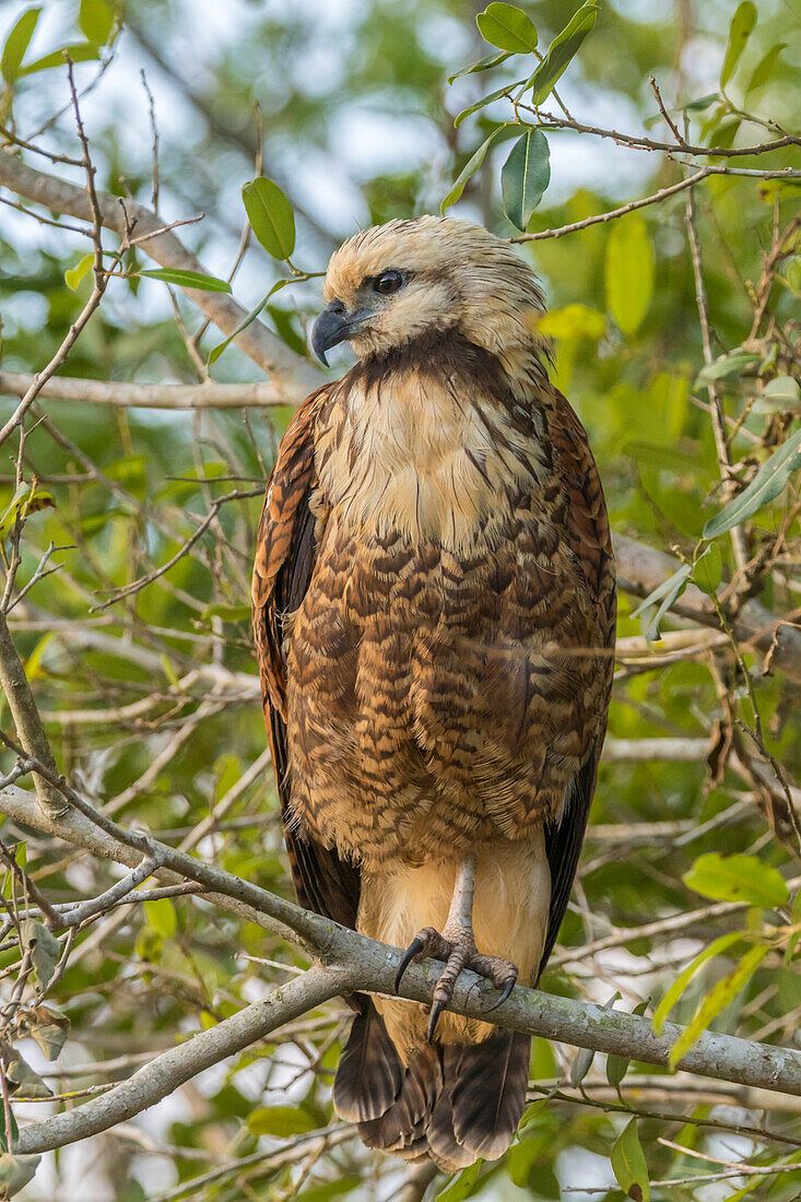 Brazil, Pantanal. Black-collared hawk close-up