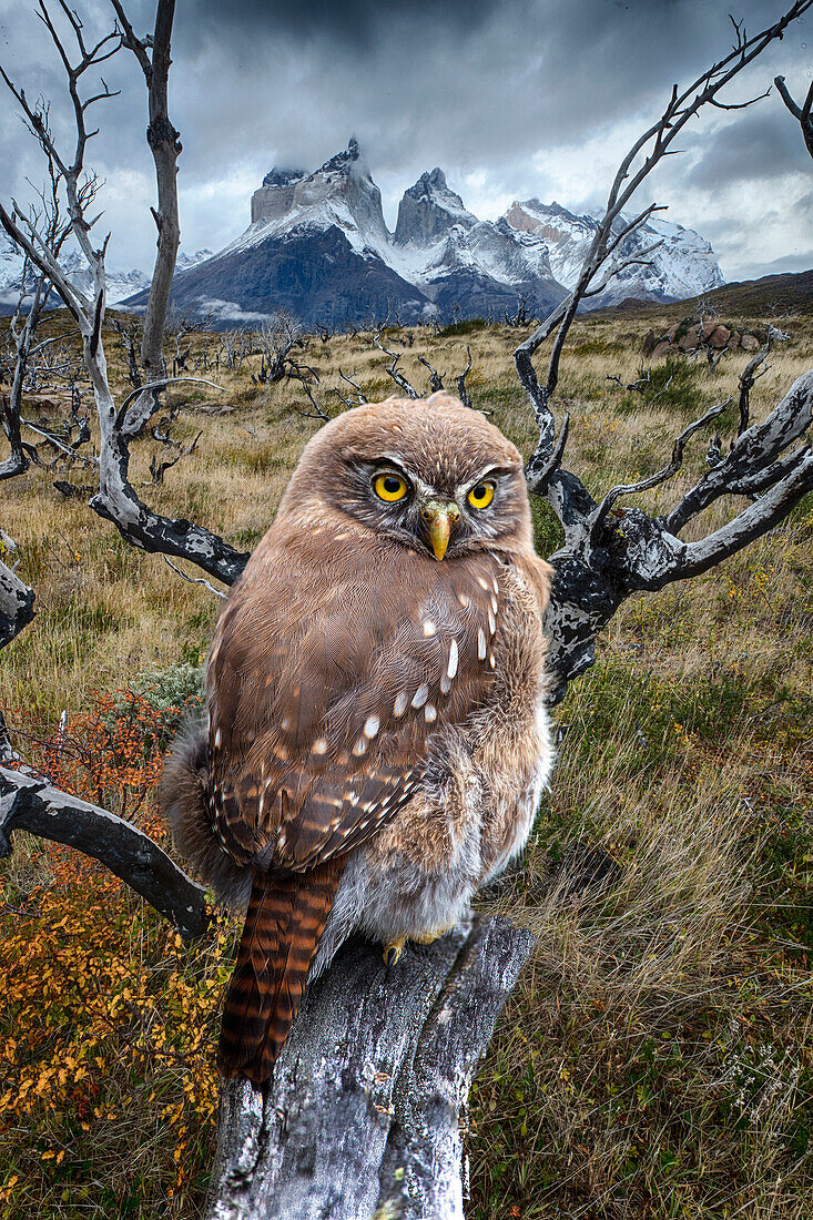 South America, Chile, Patagonia. Austral pigmy owl close-up.