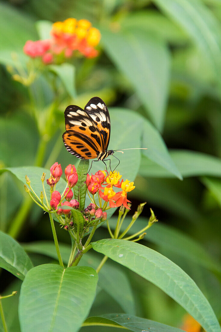 Ekuador, Mindo. Mariposas de Mindo, Schmetterlingsgarten in der Nebelwaldregion