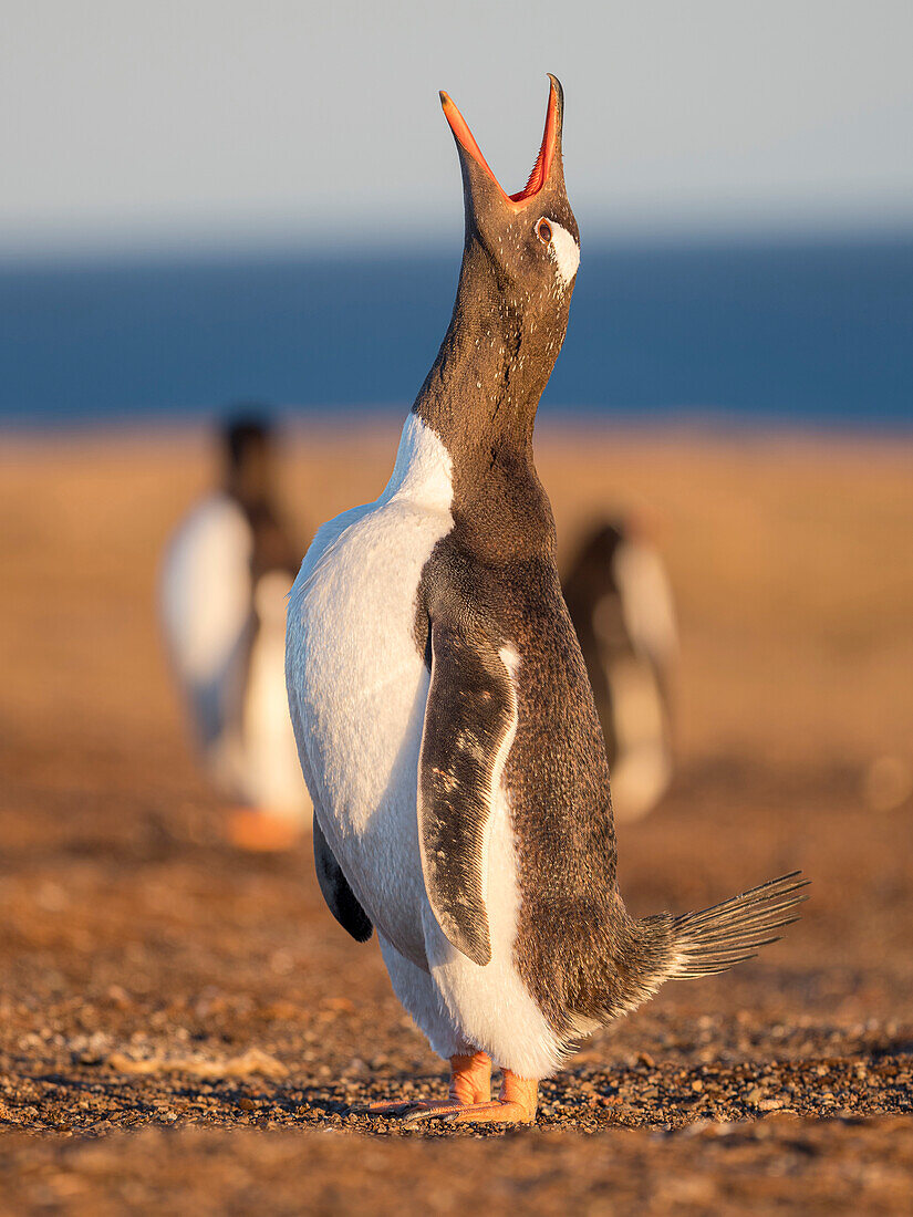 Erwachsener ruft. Eselspinguin auf den Falklandinseln. Südamerika, Januar