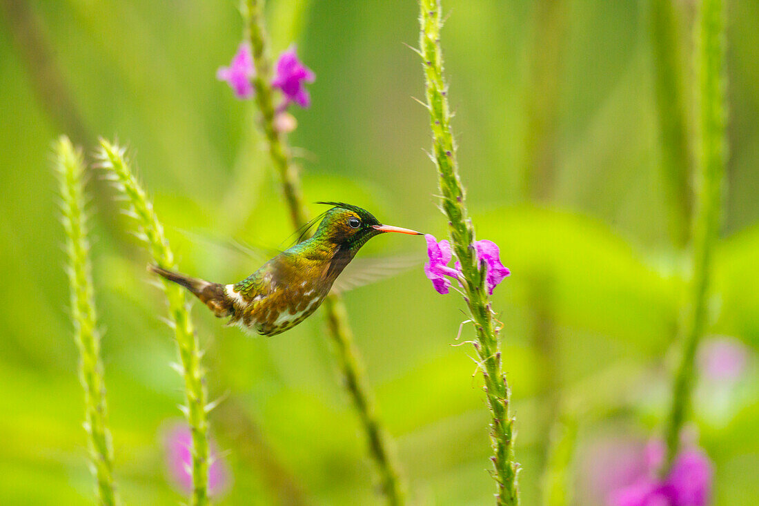 Costa Rica, Arenal. Black-crested coquette feeding on vervain