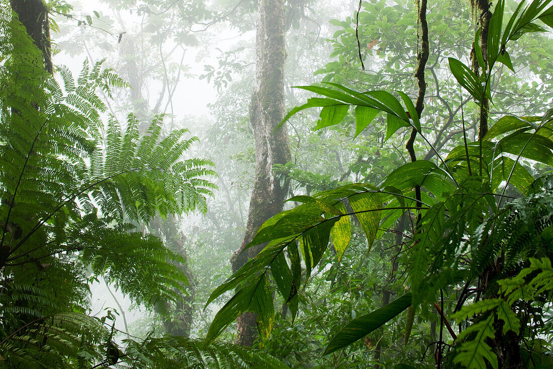 Costa Rica, La Fortuna, Rainforest along Fortuna River