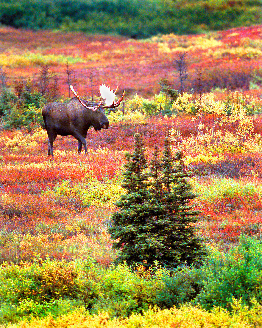 USA, Alaska, Denali-Nationalpark. Stierelche und Herbsttundra im Denali-Nationalpark