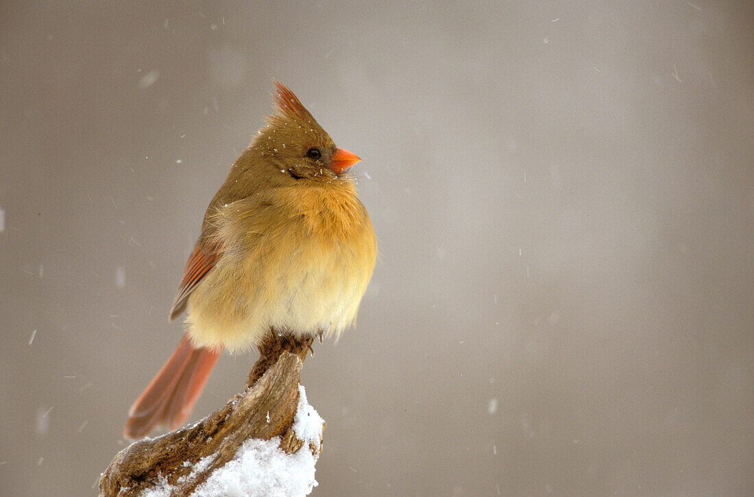 Female northern Cardinal on snow covered branch.