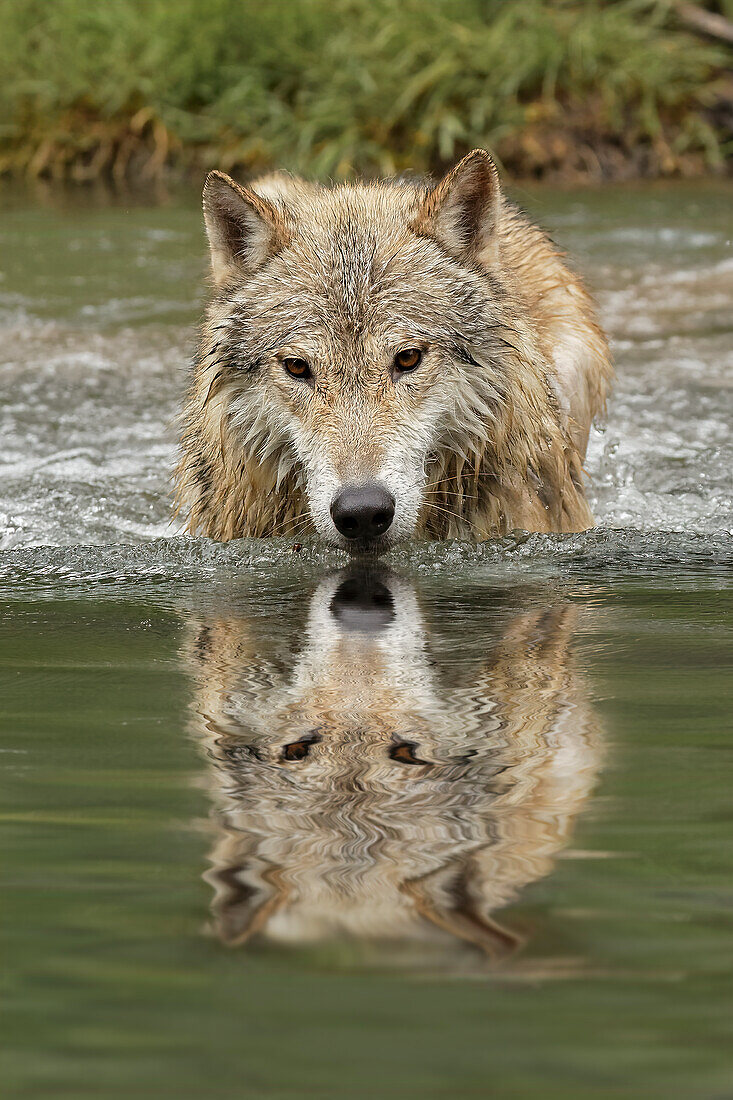 Timber Wolf portrait in small stream.