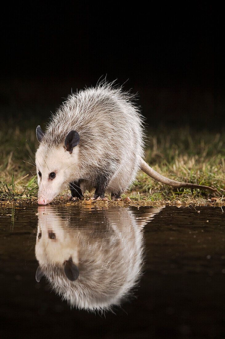 Virginia Opossum, Didelphis Virginiana, Erwachsene nachts trinken, Uvalde County, Hill Country, Texas, USA,