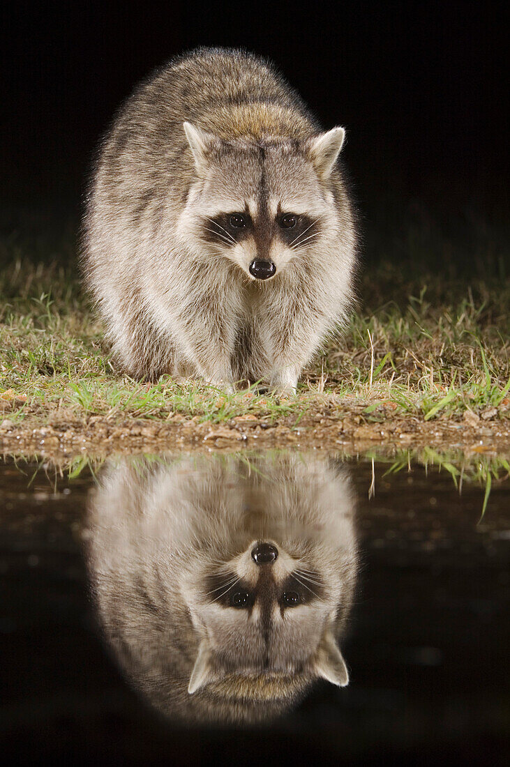 Northern Raccoon, Procyon lotor, adult at ponds edge, Uvalde County, Hill Country, Texas, USA,