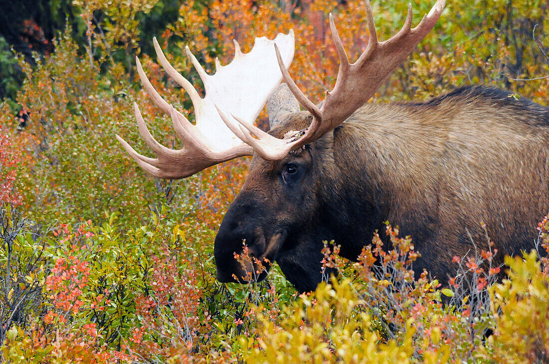 Bull Moose, Fütterung, Denali-Nationalpark, Alaska, USA