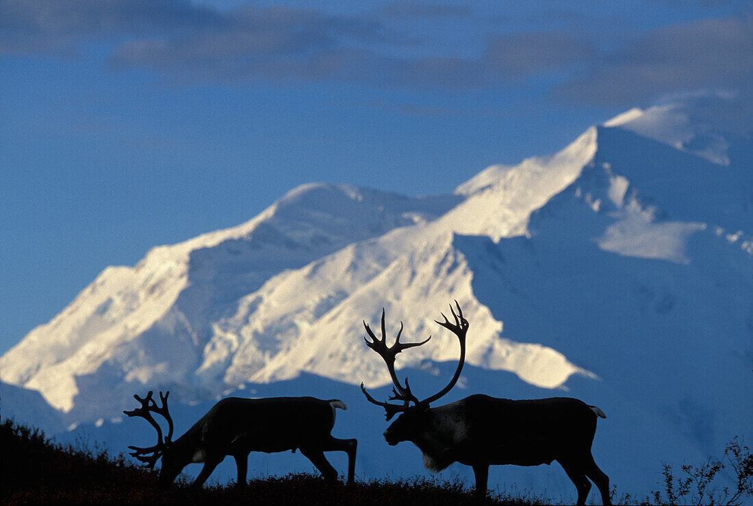 USA, Alaska, Denali National Park, Bull Caribou (Rangifer Tarandus) in der Nähe von Wonder Lake und Mt. McKinley am Herbstmorgen