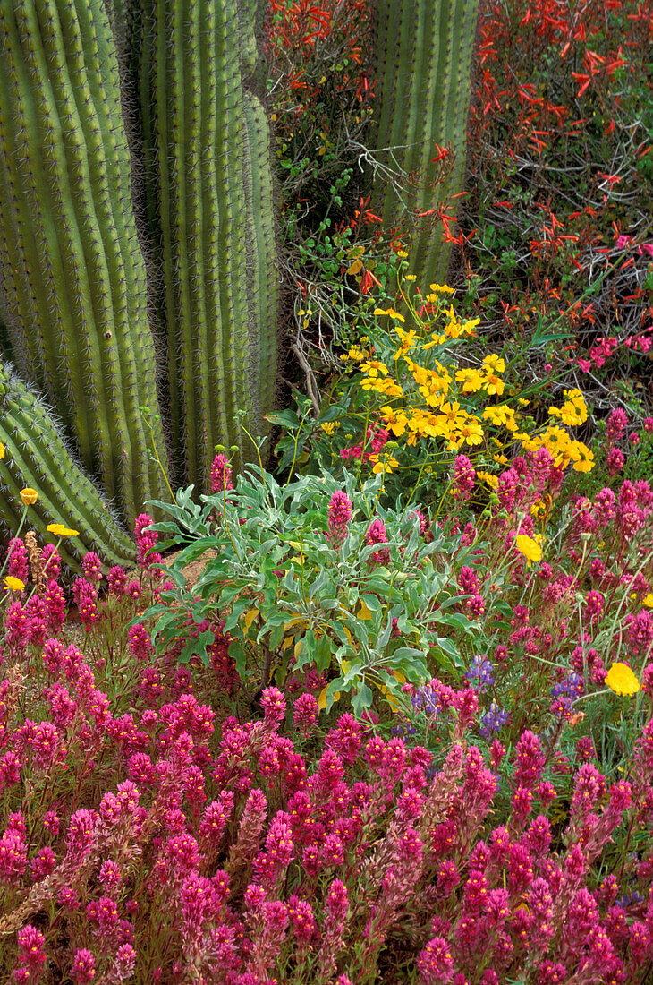 NA, USA, Arizona, Saguaro National Monument, Frühlingslandschaft