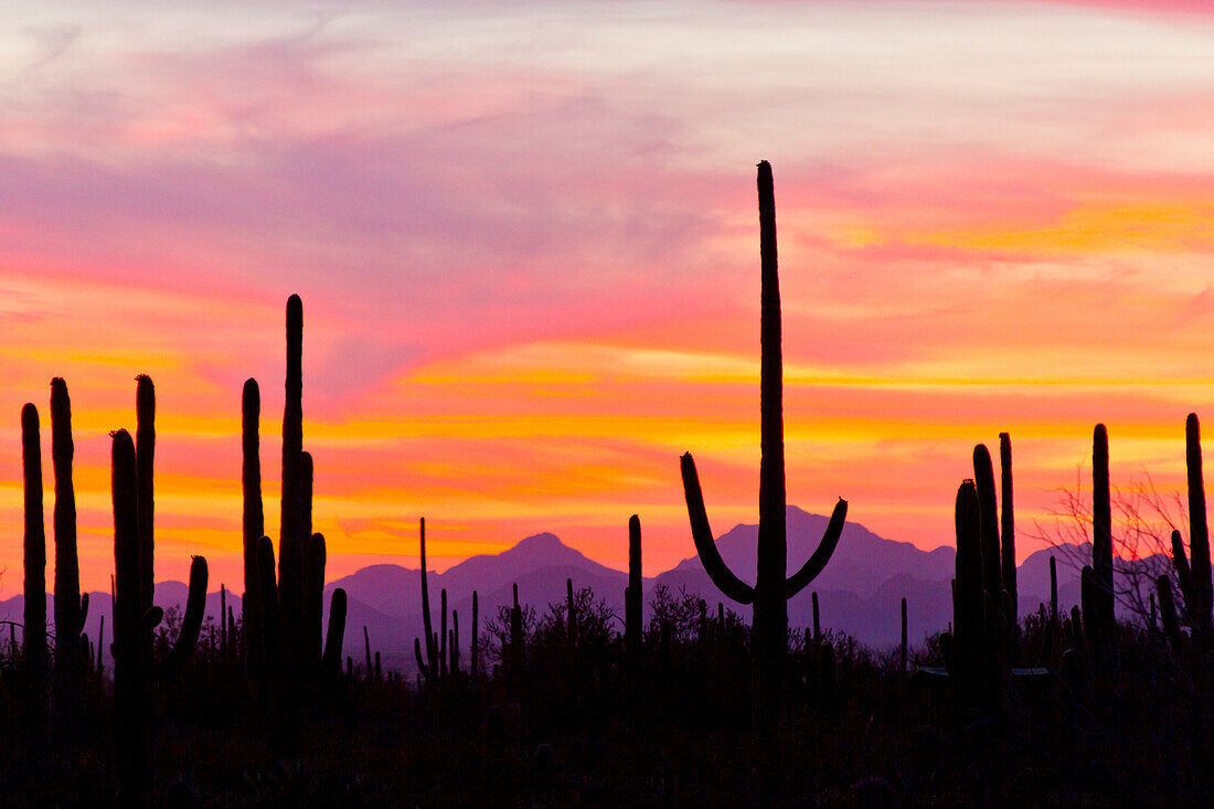 USA, Arizona, Saguaro-Nationalpark, Sonora-Wüste. Saguaro-Kaktuswald bei Sonnenuntergang