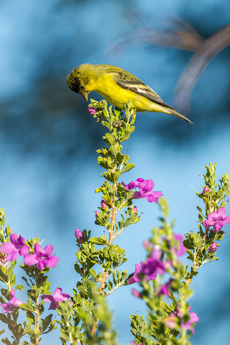USA, Arizona, Santa Cruz County. Lesser goldfinch feeds on flower